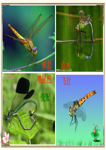 《放飞蜻蜓》PPT课件 修改版
