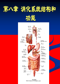 人体解剖生理学-_消化系统的结构与功能