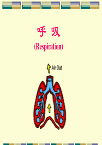 人体解剖生理学-呼吸系统-v1