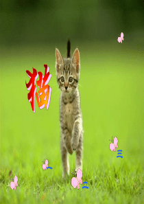 四年级《猫》第二课时ppt课件2