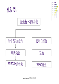 白细胞分类计数