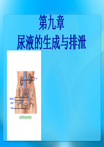 肾脏的结构、肾小球的滤过