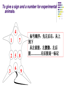 不同给药途径对药物作用的影响PPT