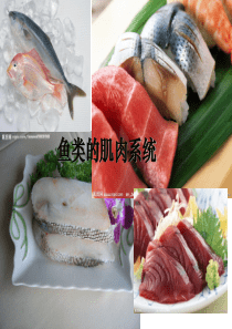 3.鱼类的肌肉与骨骼