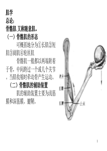 3、骨骼肌