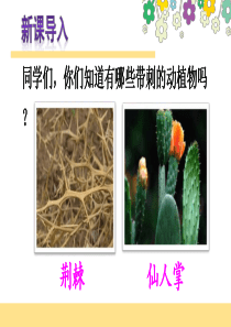 部编版三年级上册《带刺的朋友》课件