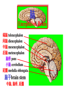 脑干内部结构：脑神经、非脑神经核团