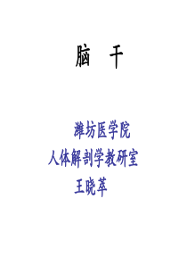 脑干外形、延髓内部结构(研究生)(王晓萃)