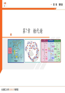 chapter-7--糖代谢