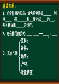 10绿色植物的呼吸作用