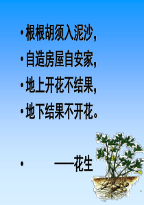 15落花生讲解