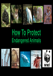 HOW-TO-PROTECT-ENDANGERED-ANIMALS