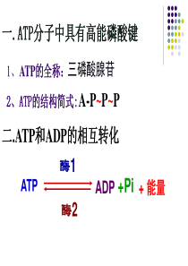 第3节ATP的主要来源――细胞呼吸