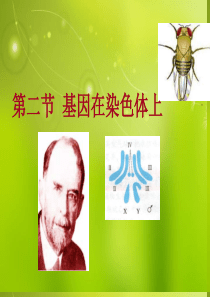 高中生物《第二章 第二节 基因在染色体上》课件3 新人教版必修2