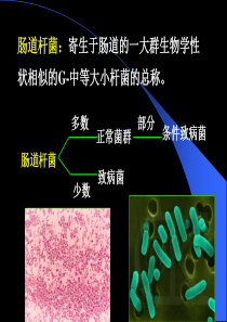 最新最新：8.消化道感染细菌-护理-文档资料-PPT文档