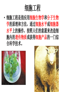 专题三_植物组织培养技术