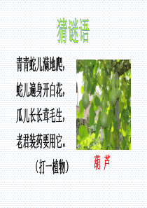 部编本14 我要的是葫芦(两课时公开课)