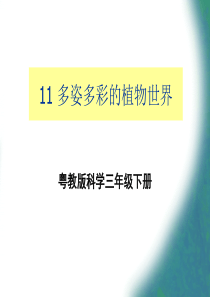 《11 多姿多彩的植物世界》课件2