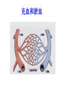 课件五   充血和淤血