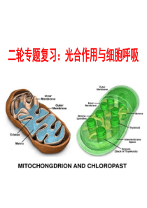 【生物】二轮专题复习：光合作用与呼吸作用