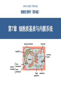 第7章-细胞质基质与内膜系统(翟中和第四版)