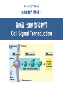 细胞生物学翟中和编-第9章-细胞信号转导