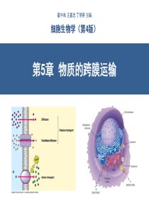 翟中和细胞生物学课件-第5章物质的跨膜运输