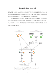 蛋白相互作用Pull-Down实验