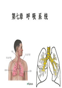 人体解剖学之呼吸系统