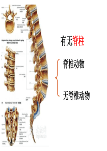 八年级上册 第一章动物的主要类群复习PPT