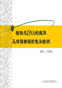 植物总DNA的提取及琼脂糖凝胶电泳检测