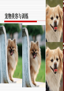 宠物犬美容