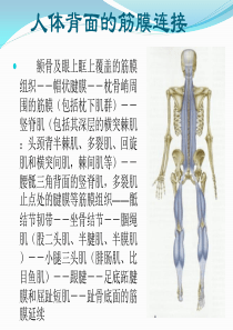 筋膜连接系统解剖