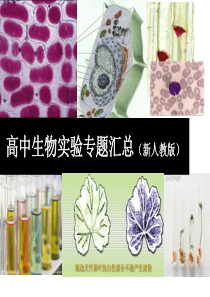 高中生物实验专题汇总(共43张PPT)