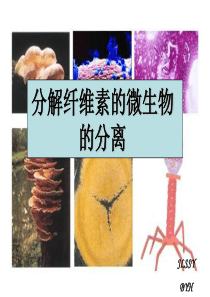 分解纤维素的微生物的分离  公开课