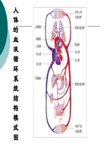 2节-血液循环ppt1