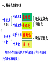 光合作用复习课件