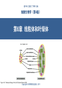 第6章  线粒体和叶绿体