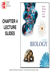 1-cell structure