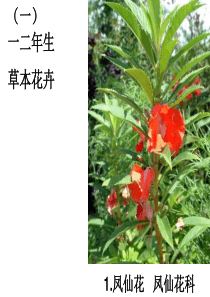 高级花卉园艺师考试植物识别