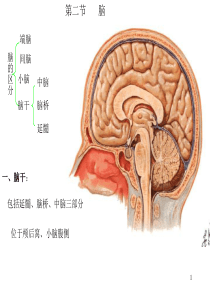 (二)脑干内部结构汇总