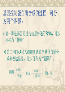 基因指导蛋白质的合成