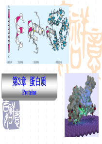 动物生物化学第三章蛋白质  王镜岩 邹思湘