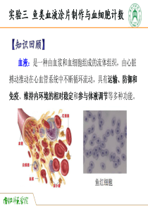 动物生理学实验三 鱼类血液涂片制作与血细胞计数