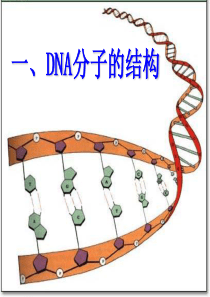 2014高三一轮复习DNA的结构和复制、基因是有遗传效应的DNA片段(上课用)