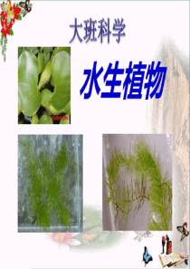 大班科学水生植物