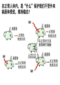 《免疫系统》PPT课件