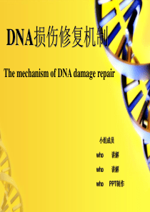 DNA损伤修复机制.