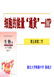 ATP-细胞的能量通货说课课件