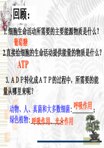 ATP的主要来源──细胞呼吸